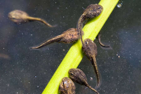 tadpolesの写真素材