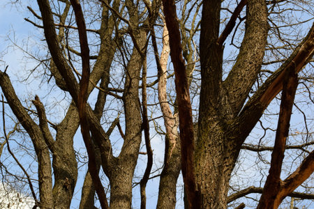 forest trees