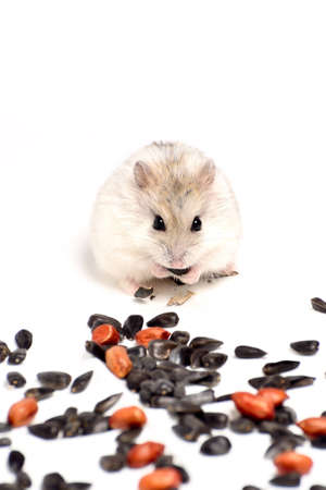 Jungar hamster on a white background of dry grass and nutsの写真素材