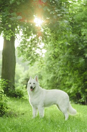 Labrador retriever lying in green grass - blue sky on backgroundの写真素材