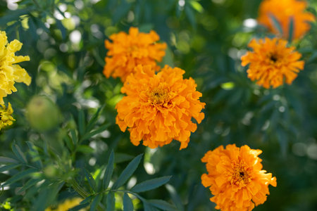Orange Marigold flowers or Tagetes erecta in the garden