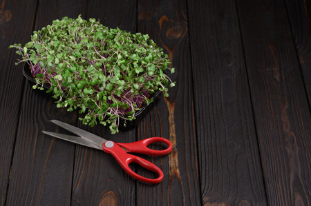 Fresh microgreens close up on wooden rustic dark background. Growing sprouts for salad