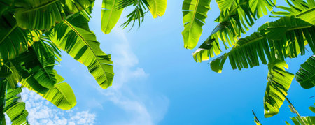 Tropical background with banana leaves and hanging vines against a bright blue sky: Fresh and lively, perfect for a vibrant and tropical feelの素材