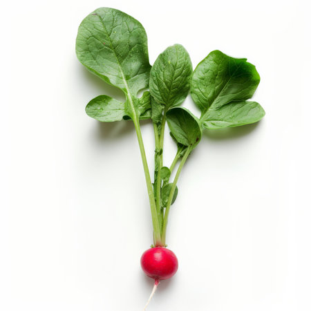 A fresh, bright red radish with green leaves, isolated on white backgroundの素材