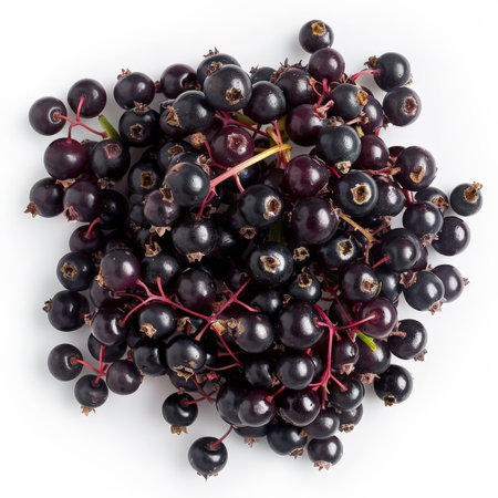 A handful of ripe, juicy elderberries with a deep purple hue, isolated on white backgroundの素材