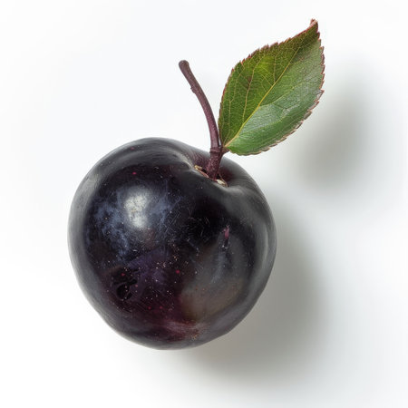 A single, fresh aronia berry with a dark purple color, isolated on white backgroundの素材