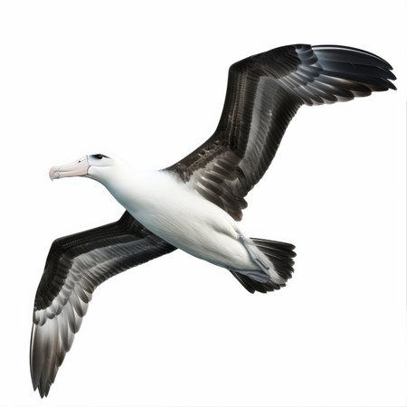 A regal albatross with its large wingspan, soaring over the ocean, isolated on white background.の素材