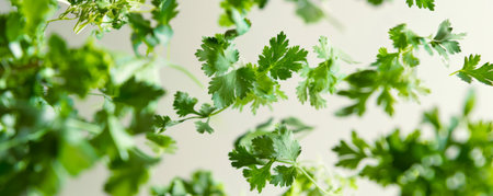 Fresh herbs like parsley, cilantro, and thyme, floating in the air, creating an aromatic and visually appealing composition.の素材