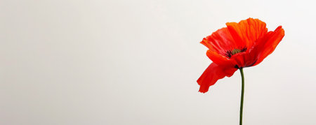 A striking red poppy against a stark white background, emphasizing the bold color and simplicity. Perfect for minimalist wall decor.の素材