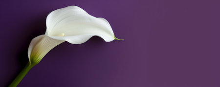 A white calla lily on a deep purple background, emphasizing the flower's simple elegance and striking contrast.の素材
