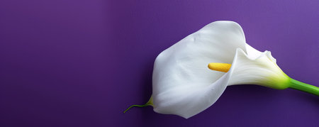 A white calla lily on a deep purple background, emphasizing the flower's simple elegance and striking contrast.の素材