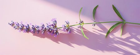 A delicate lavender sprig on a pastel lavender background, with soft shadows creating a calming and peaceful wall decor piece.の素材