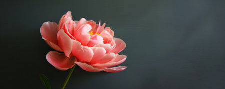 A single pink peony on a charcoal gray background, with detailed petals and soft lighting. Ideal for elegant and sophisticated wall art.の素材