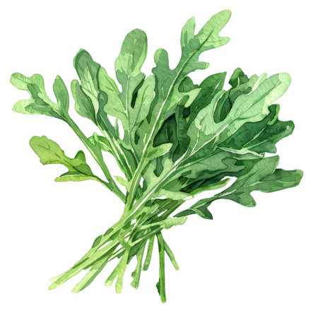 A watercolor illustration of a bunch of arugula, showing its peppery green leaves, isolated on white background.の素材