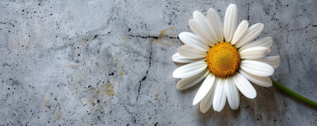 A daisy with a concrete backdrop and an empty wall. The simple white petals and yellow center create a charming and fresh flat lay image.の素材