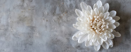 A chrysanthemum with a concrete backdrop and an empty wall. The intricate, layered petals of the flower add a touch of detail and interest to the minimalist flat lay image.の素材