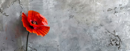 A poppy with a concrete backdrop and an empty wall. The vibrant red petals create a striking contrast against the rough, gray background.の素材