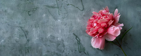 A peony with a concrete backdrop and an empty wall. The lush, pink petals of the flower add a touch of softness and beauty to the stark, gray background.の素材