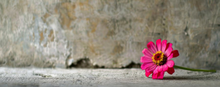 A zinnia with a concrete backdrop and an empty wall. The bright pink petals bring a pop of color to the minimalist, gray background.の素材