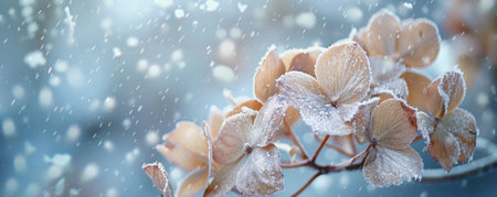 A close-up of a wilted hydrangea, its petals covered in frost and snow, with a blurred snowy background.の素材