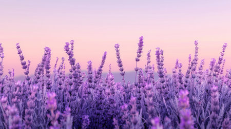 A lavender background with an ombre effect, transitioning from a deep lavender at the top to a light lavender at the bottom. The gradient adds depth and visual interest.の素材