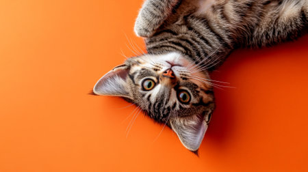 A playful tabby cat lying on its back on a bright orange background. The cat's playful expression and the bold color create a lively and fun image.の素材