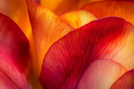 A vibrant macro shot of orange and red freesia petals, with intricate details and a rich, warm color palette, creating a lively, energetic background.の素材
