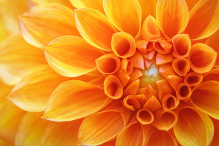 A vibrant macro shot of orange and yellow dahlia petals, with intricate details and a warm, inviting glow, creating a lively, energetic background.の素材