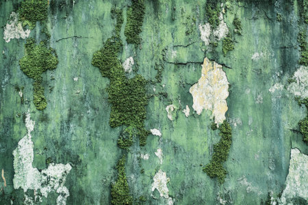 A grunge wall texture in forest green, with a rough, gritty surface, chipped paint, and moss growth.の素材