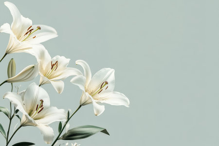 A calming floral background with soft white lilies arranged gracefully against a pale green and light gray background for a soothing and minimalist design.の素材