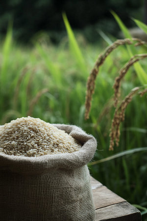 A burlap sack filled with rice rests on a sturdy wooden surface, capturing the simplicity of farm life. The soft focus of a lush rice garden in the background highlights the connection between the product and its source, creating a warm and inviting scene.の素材