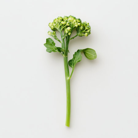 A single green broccoli floret, isolated on a white background, highlighting a nutritious vegetable choiceの素材