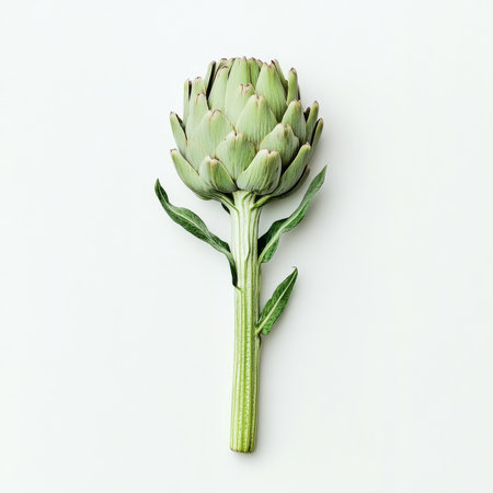 A single artichoke with green petals, isolated on a white background, showcasing a unique vegetableの素材