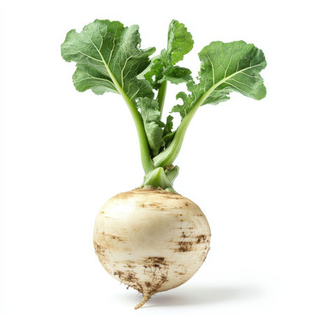 A single turnip with its leafy green top, isolated on a white background, emphasizing a root vegetableの素材