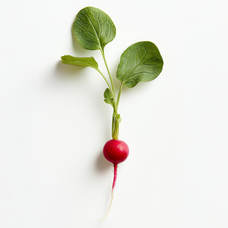 A fresh radish with green leaves, isolated on a white background, emphasizing a crisp vegetableの素材