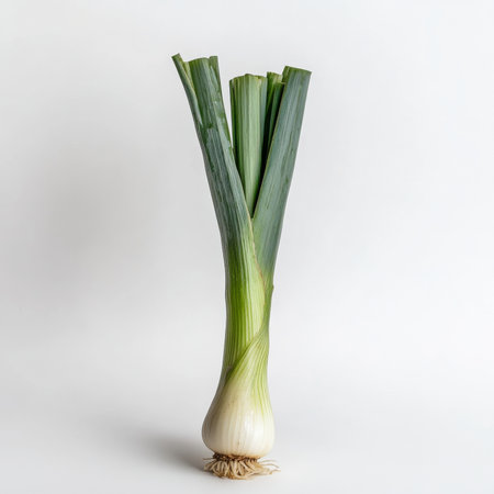 A single leek with visible green top, isolated on a white background, showcasing a savory vegetableの素材