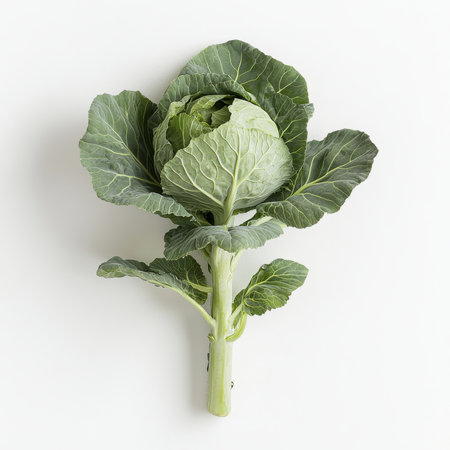 A single cabbage with green leaves, isolated on a white background, highlighting a versatile vegetableの素材
