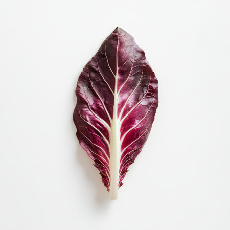 A single radicchio leaf, isolated on a white background, emphasizing a colorful leafy vegetableの素材