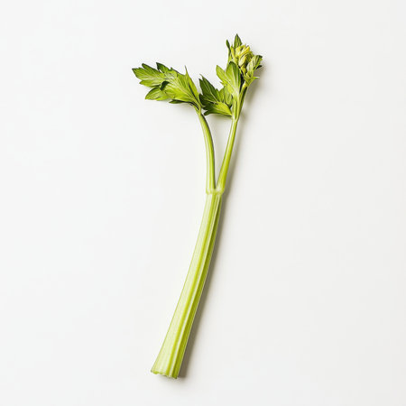 A single celery stalk, isolated on a white background, emphasizing a crunchy vegetableの素材