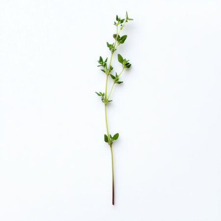 A single sprig of thyme, isolated on a white background, showcasing a culinary herb often used in cookingの素材