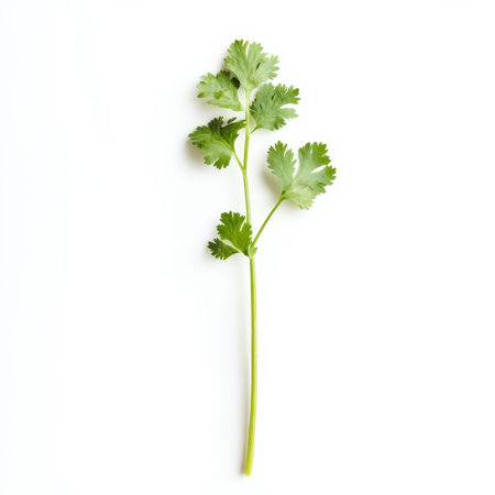 A single sprig of cilantro, isolated on a white background, emphasizing a fresh herb used in cookingの素材