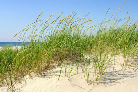 Wind-swept dune grass texture, golden strands bending with the wind over a sandy base, evoking coastal serenityの素材