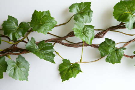 Textured grapevine, vibrant green leaves with twisting woody stems, organic and freshの素材