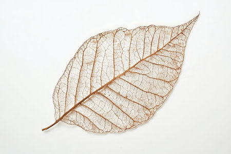 Textured leaf skeleton, fine intricate veins in faded brown tones, natural and fragileの素材
