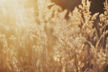 Textured golden wheat field, dense stalks swaying under the sunlight with fine natural details, warm and lushの素材