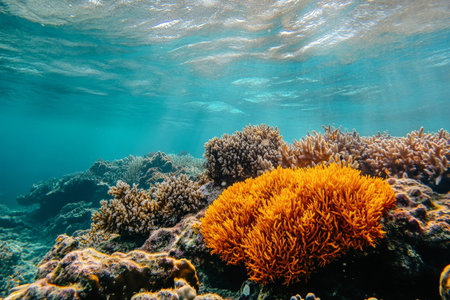 Rugged coral reef texture, vibrant orange and red formations with visible porous surfaces, underwater and exoticの素材