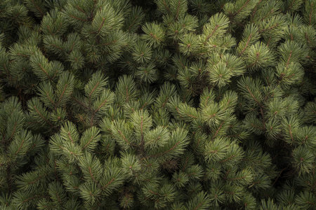 Dense pine needle forest floor texture, soft overlapping green and brown tones, natural and texturedの素材
