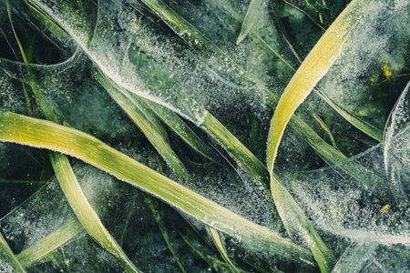 Textured frozen grass, icy crystals forming intricate patterns over green blades, delicate and coldの素材