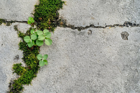 Weathered concrete texture, pale gray surface with subtle cracks and patches of moss, urban and agedの素材