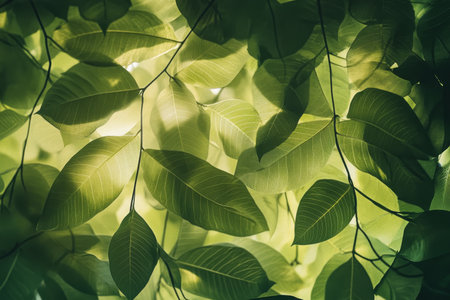 Textured rainforest canopy, lush green leaves with sunlight filtering through, vibrant and naturalの素材